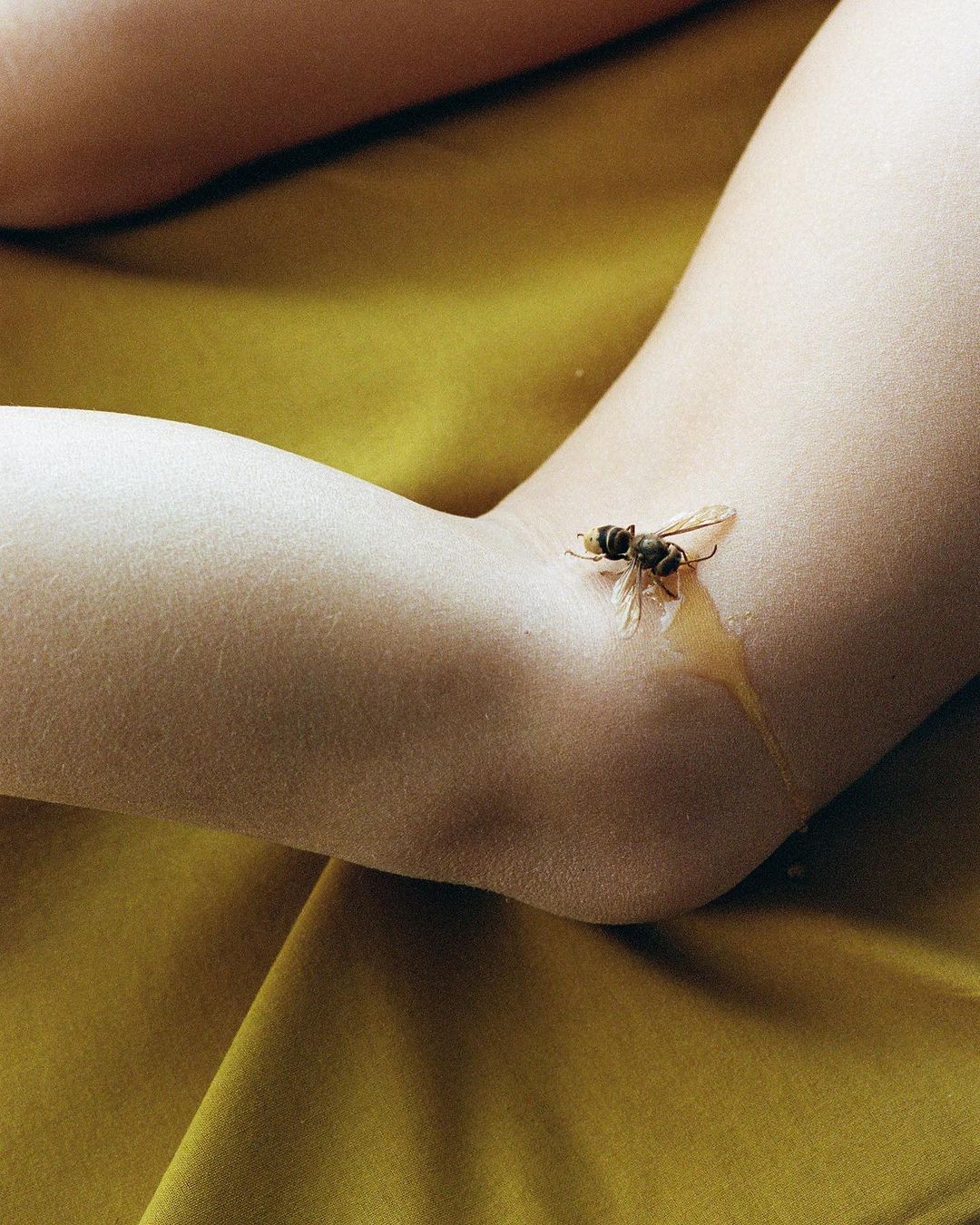 Close-up studio shot features a bee on a person's arm with honey against a yellow backdrop, creating a visually striking composition.