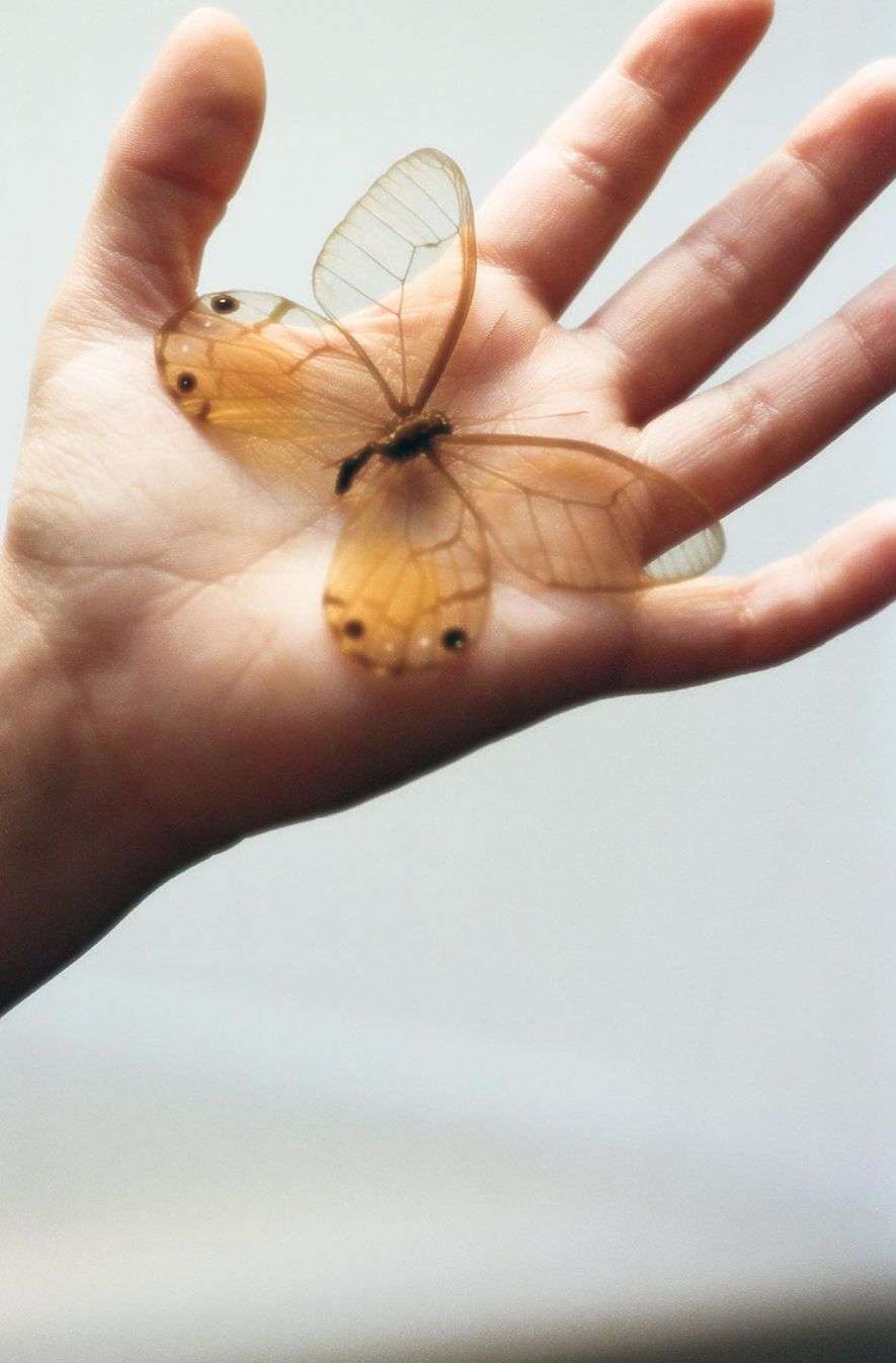 Close-up of a butterfly with translucent wings resting on a person's outstretched hand against a neutral background.