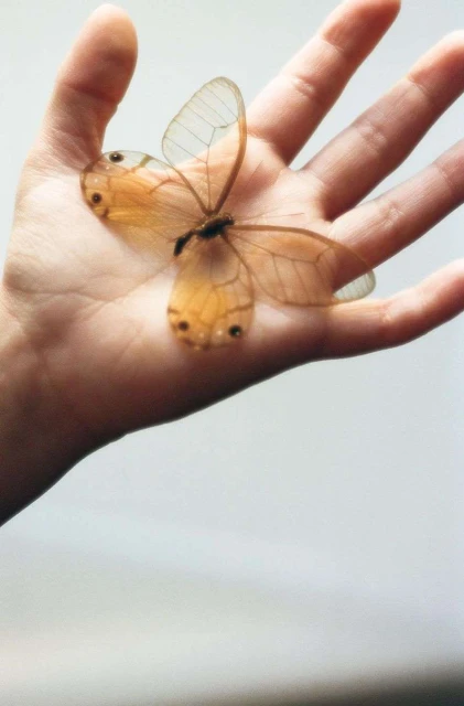 Close-up of a butterfly with translucent wings resting on a person's outstretched hand against a neutral background.
