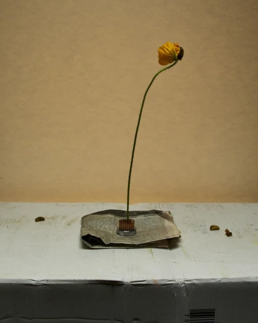 Close-up of a single yellow flower in a metal frog sitting on a newspaper on a white surface against a beige background. Studio shot.
