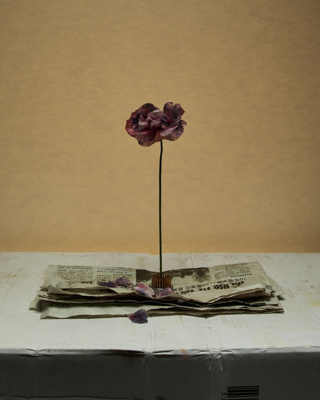 Still life featuring a single purple flower centered above a stack of newspapers on a white surface against a pale yellow background.