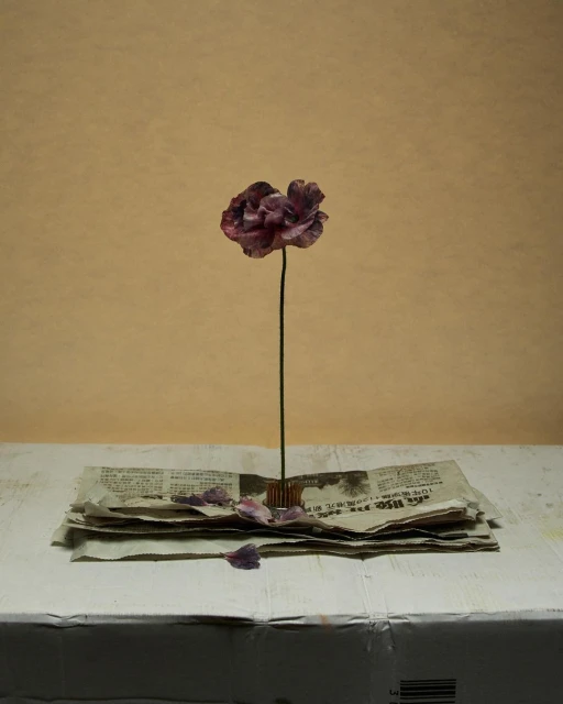 Still life featuring a single purple flower centered above a stack of newspapers on a white surface against a pale yellow background.
