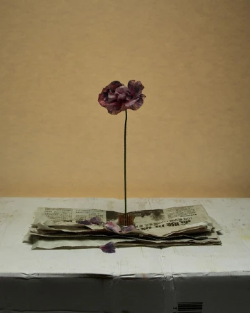 Still life featuring a single purple flower centered above a stack of newspapers on a white surface against a pale yellow background.