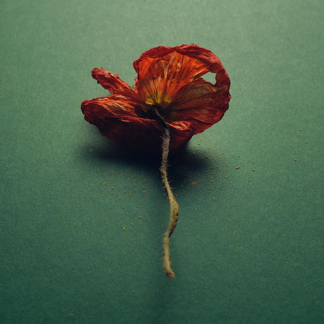 Close-up studio shot of a wilting red poppy on a green backdrop, showcasing its delicate texture and form in a minimalist composition.