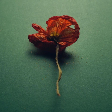 Close-up studio shot of a wilting red poppy on a green backdrop, showcasing its delicate texture and form in a minimalist composition.