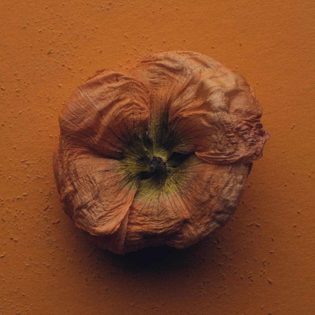 Dried orange flower on a textured orange background, featuring visible stamen and a slightly shadowed composition creating depth and focus.