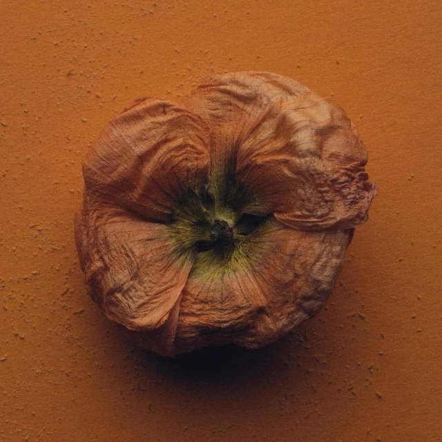 Dried orange flower on a textured orange background, featuring visible stamen and a slightly shadowed composition creating depth and focus.