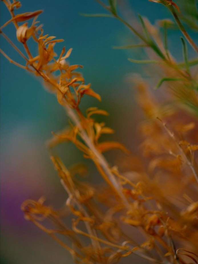 Close-up of orange kangaroo paw flowers in a soft-focus shot, set against a blue and purple backdrop with a shallow depth of field.