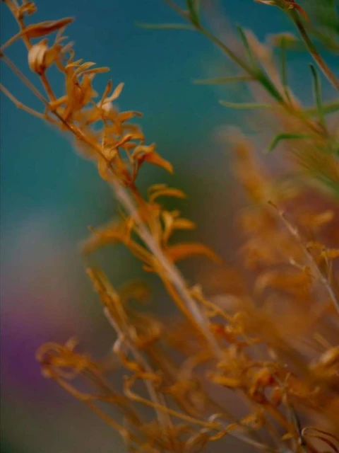 Close-up of orange kangaroo paw flowers in a soft-focus shot, set against a blue and purple backdrop with a shallow depth of field.