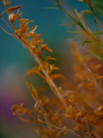 Close-up of orange kangaroo paw flowers in a soft-focus shot, set against a blue and purple backdrop with a shallow depth of field.