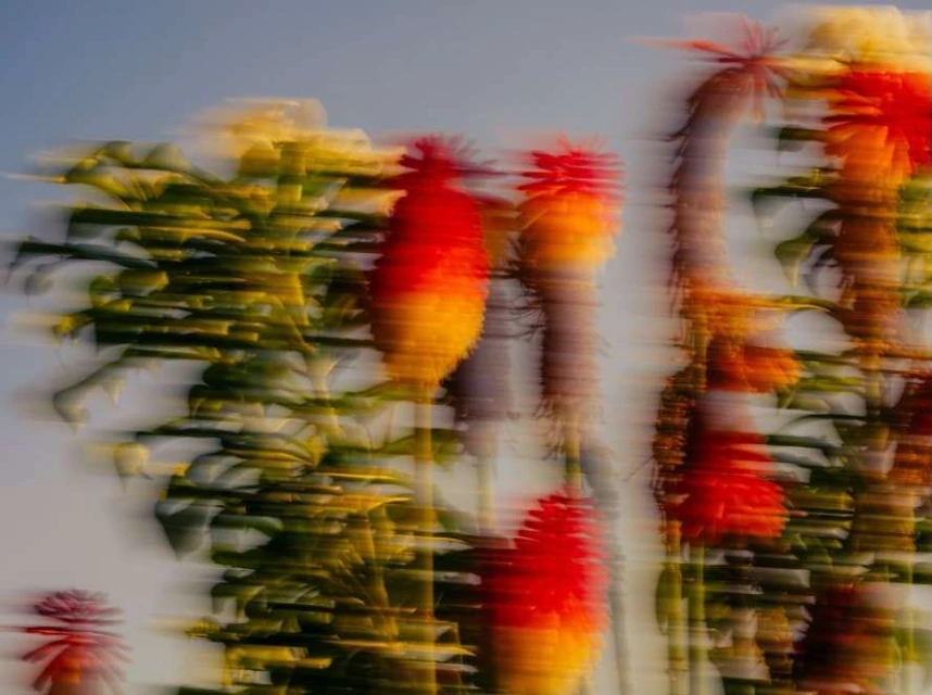 Abstract floral photography with blurred motion of orange-red Kniphofia flowers against a gradient pale blue sky backdrop, created with camera motion.