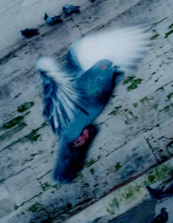 Pigeon in flight with blurred wings, seen from a low angle against a light-colored, textured surface; other pigeons visible nearby.
