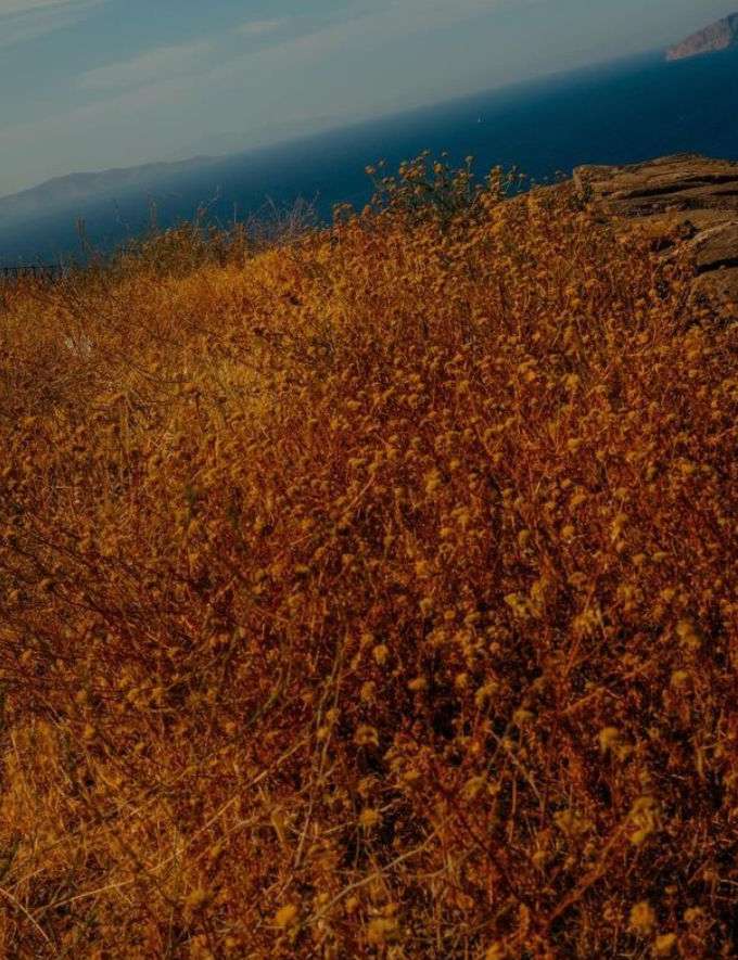 Vast field of golden brown flowering bushes on a hilltop overlooking a distant blue ocean and sky on a clear sunny day.