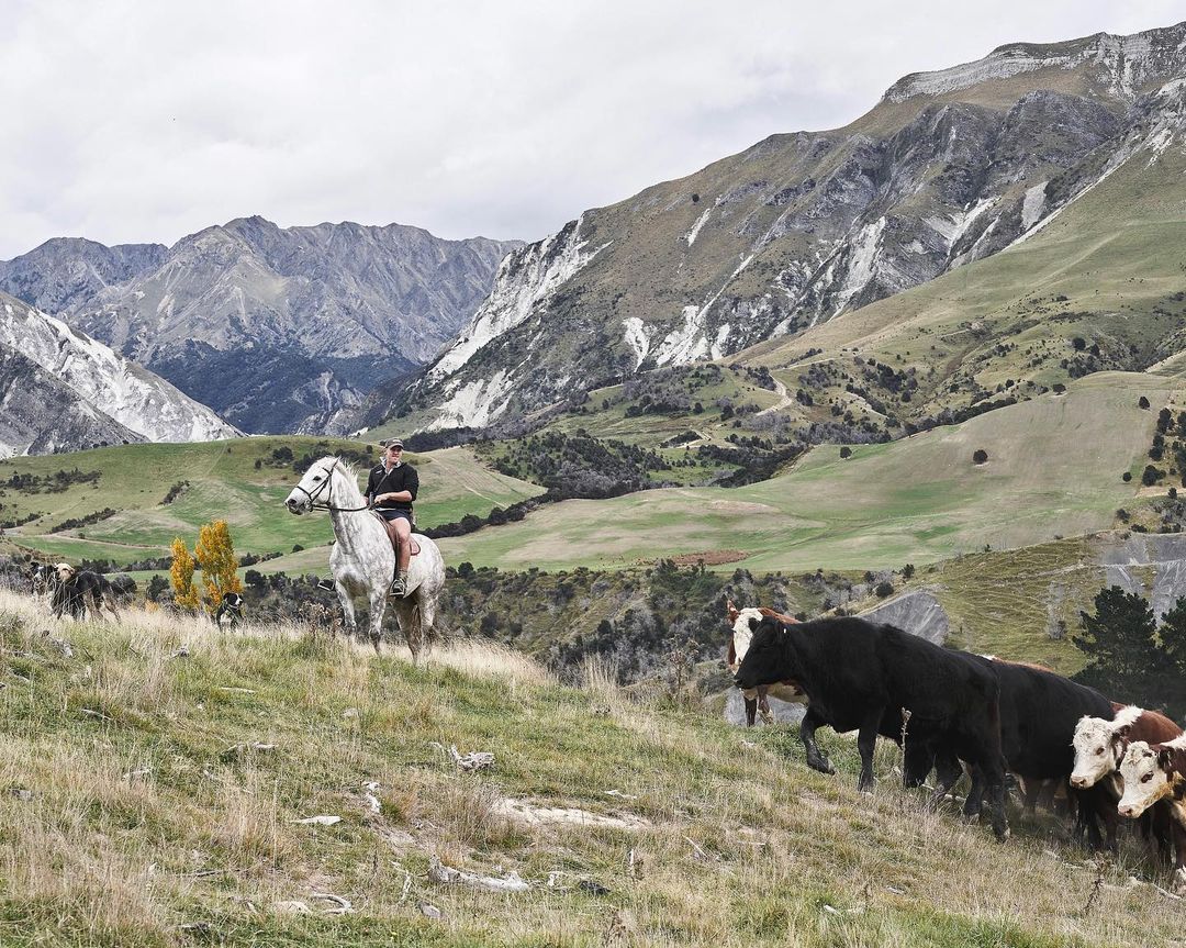 Adult rides a white horse near cows in a rural setting with grass hills and mountains under a cloudy sky, creating a pastoral scene.