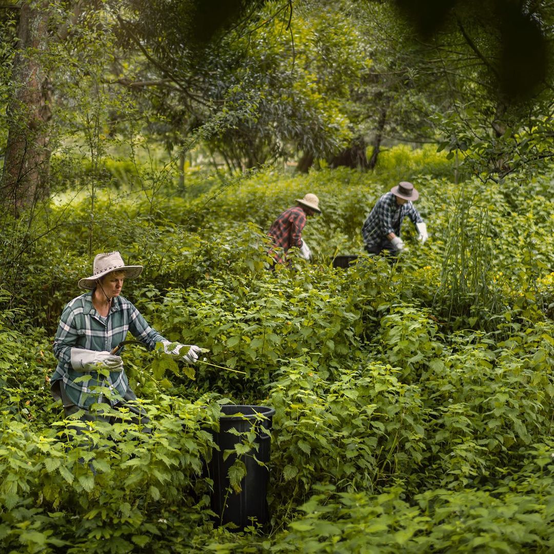 Three adults in straw hats and gloves remove plants in a forest clearing, wearing work shirts and standing among lush greenery.