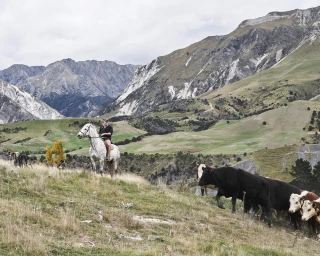A rider on a white horse herding black cattle across a grassy hillside beneath dramatic rocky mountains in Auckland.