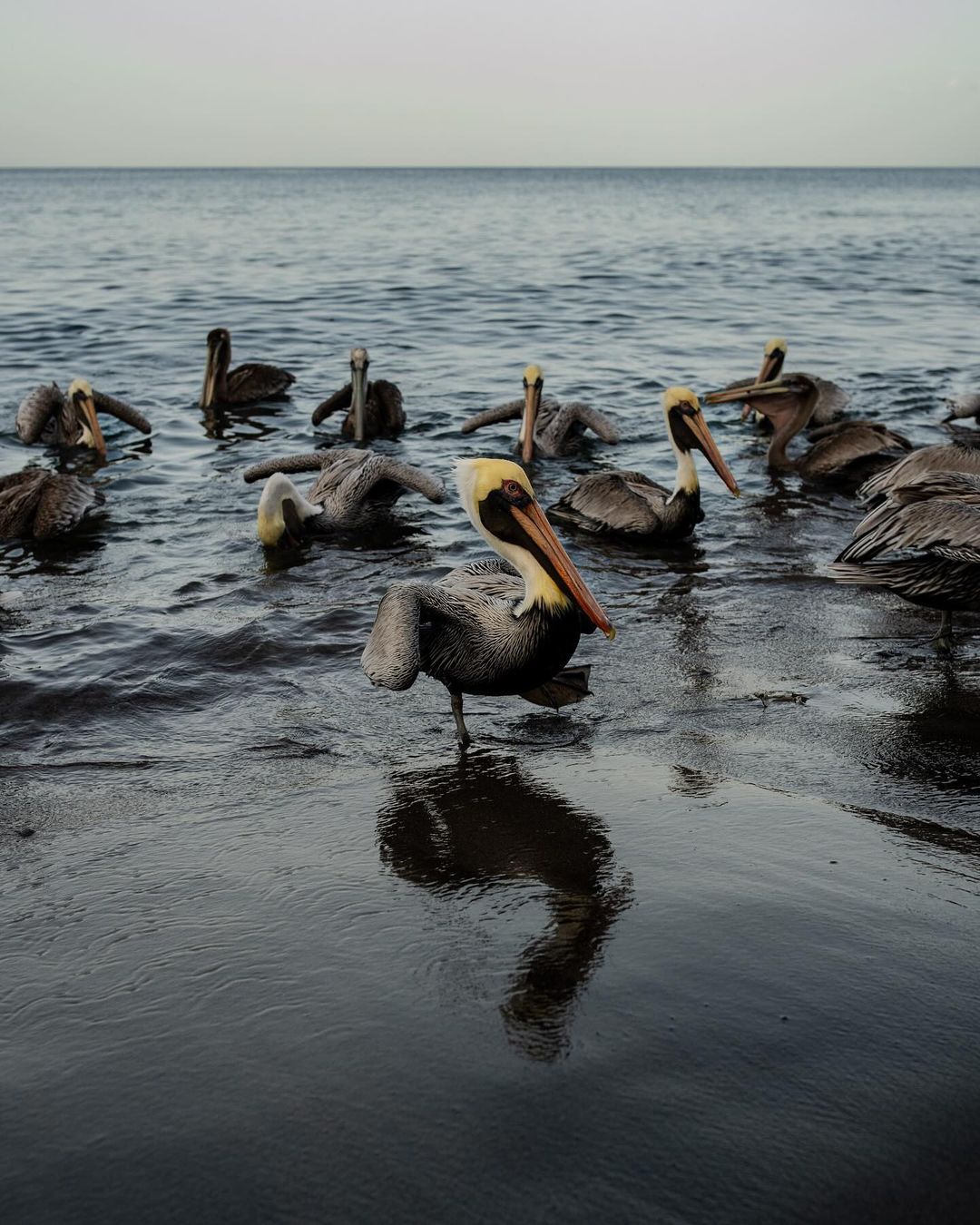 A flock of brown pelicans standing and swimming in the ocean with the horizon in the background on a cloudy day.