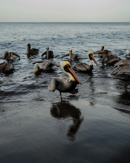 A flock of brown pelicans standing and swimming in the ocean with the horizon in the background on a cloudy day.