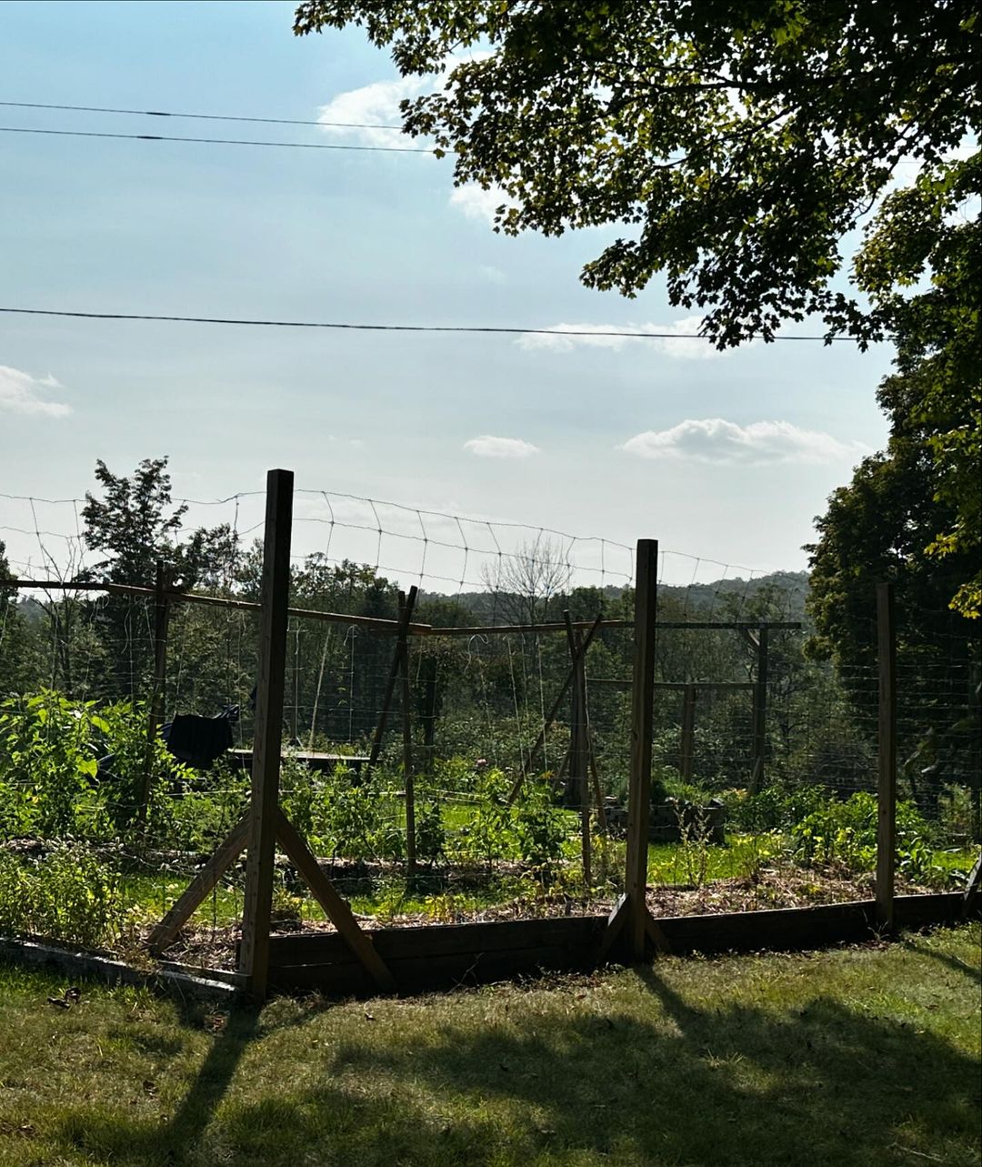Vegetable garden with a wooden frame and wire fencing, located outdoors with green foliage and a blue sky background.