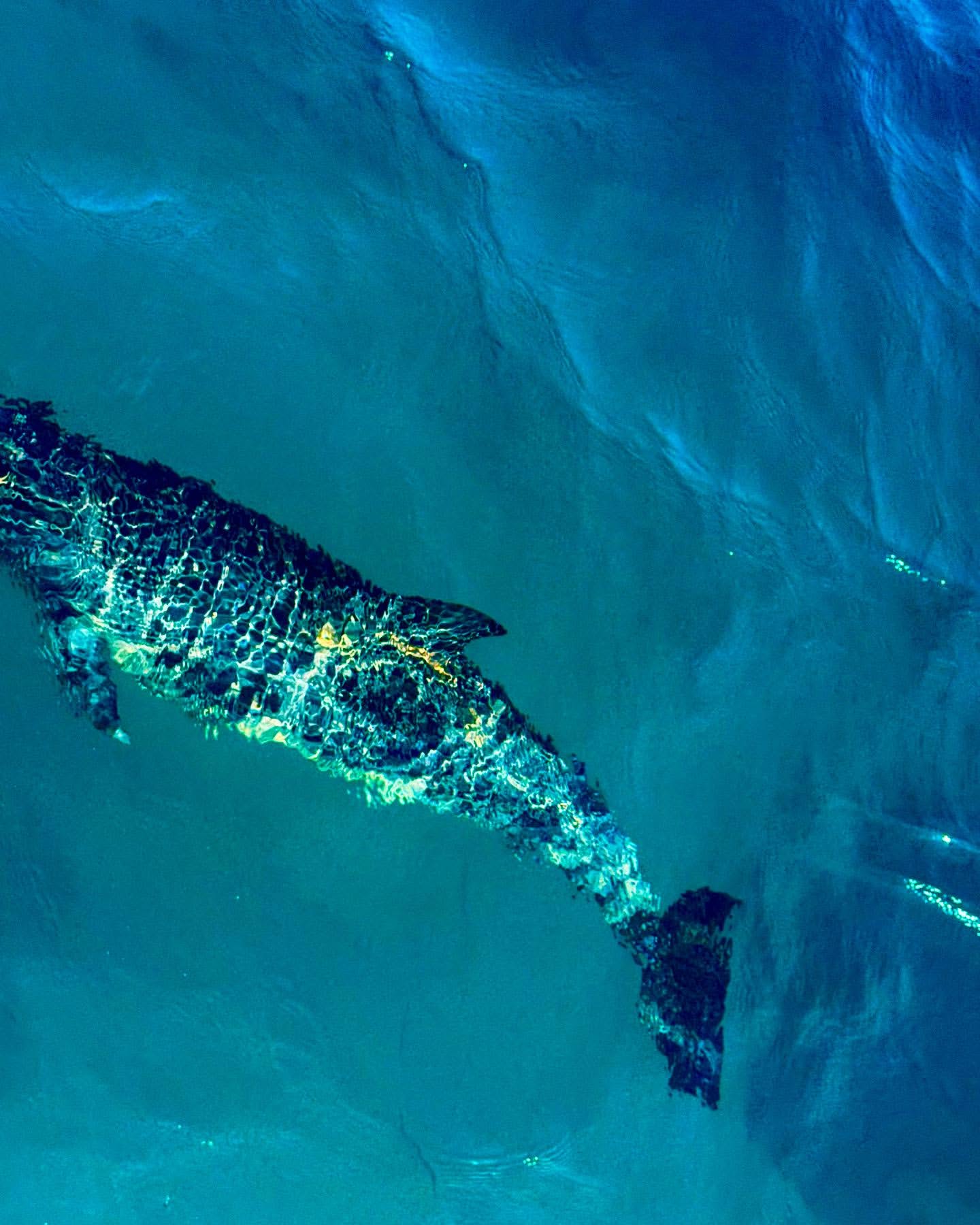 Aerial view of a large humpback whale swimming in deep blue ocean water with sunlight reflecting off the surface of the water.