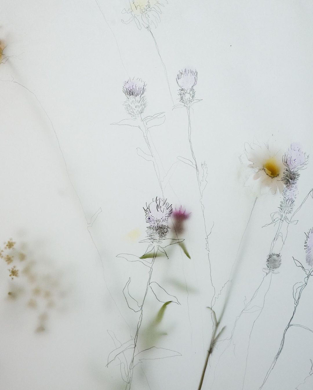 Botanical art featuring daisies and thistles with a pencil sketch overlay, creating a soft, ethereal floral scene.