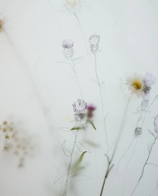 Botanical art featuring daisies and thistles with a pencil sketch overlay, creating a soft, ethereal floral scene.