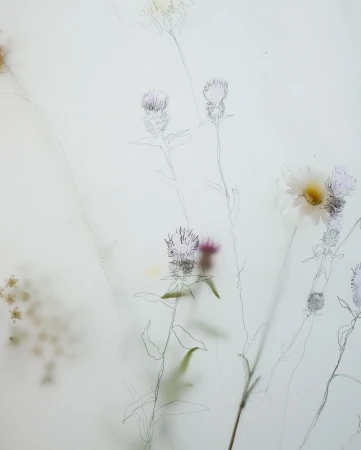 Botanical art featuring daisies and thistles with a pencil sketch overlay, creating a soft, ethereal floral scene.
