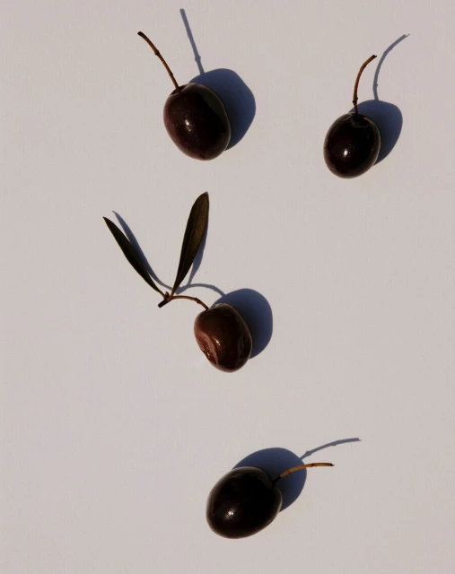 Studio shot features four shiny dark brown olives, one with a stem and leaves, on a light background creating shadows.