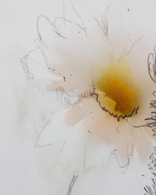 Illustration of a white flower with a yellow center and charcoal outlines against a white background, resembling a soft pastel drawing.