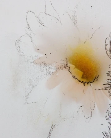 Illustration of a white flower with a yellow center and charcoal outlines against a white background, resembling a soft pastel drawing.