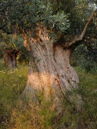 Close-up of an old olive tree with gnarled trunk and green leaves, surrounded by tall green grass in a rural outdoor setting during daytime.