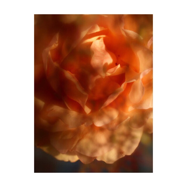 Close-up photo of a peach-colored rose blossom, capturing the delicate petals and soft lighting for floral beauty and design.