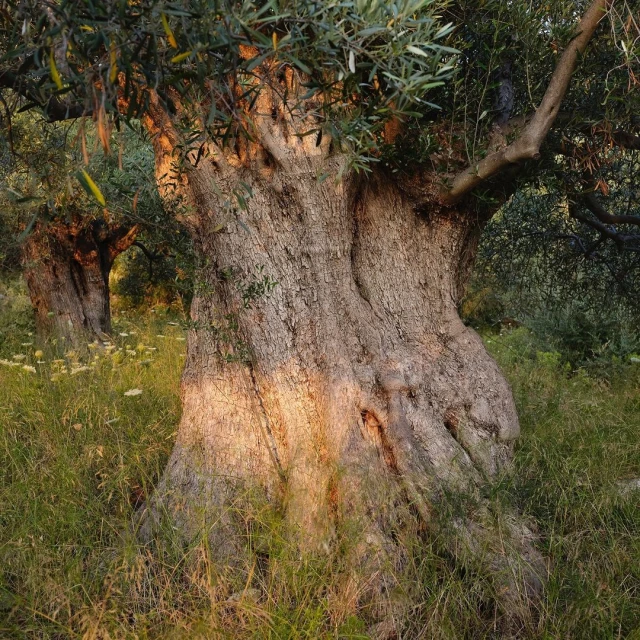 Close-up of a large olive tree with textured bark in a grassy field, with a second tree visible in the background, outdoor setting.