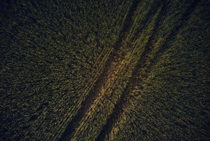 Aerial view of a wheat field showing patterns and textures of the green and brown crop rows, highlighting natural agricultural patterns.