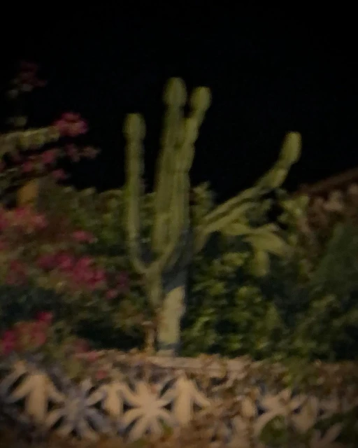 Tall, blurry saguaro cactus at night with dark background and flowering bushes. Decorative concrete wall in the foreground.