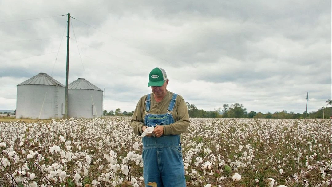 Farmer in overalls stands amidst field of cotton, examining a sample on a cloudy day, with grain silos and a power pole in the background.