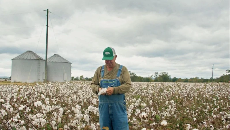 Farmer in overalls stands amidst field of cotton, examining a sample on a cloudy day, with grain silos and a power pole in the background.