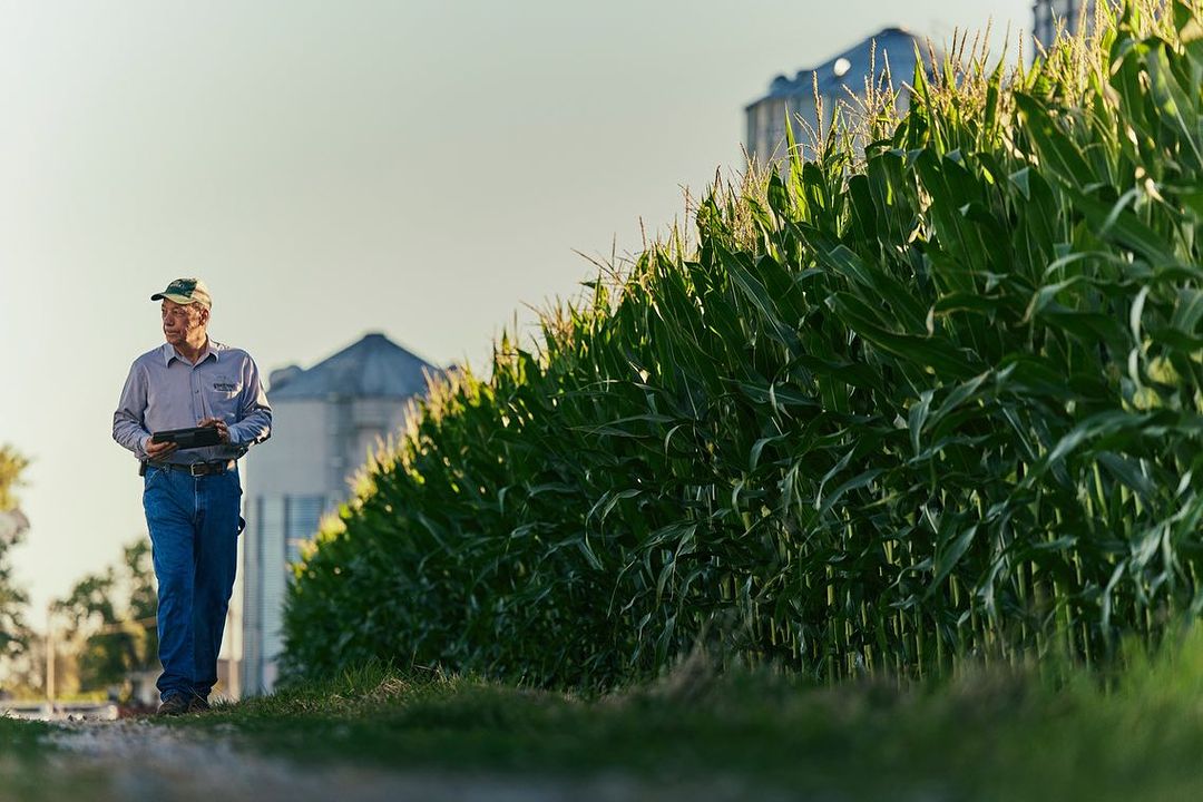 Adult male farmer with tablet walks along a rural farm road next to corn field with distant grain elevators under a clear sky.