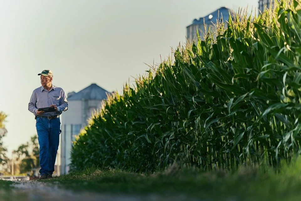 Adult male farmer with tablet walks along a rural farm road next to corn field with distant grain elevators under a clear sky.