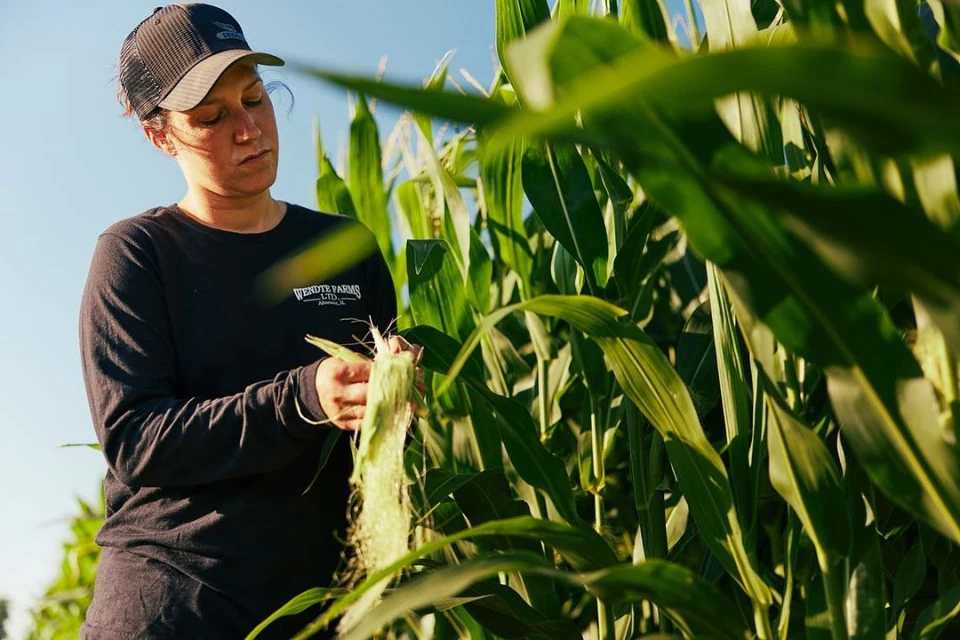 Adult female farmer in cap examining corn husk in a lush field under a blue sky, showcasing agricultural work and crop inspection.