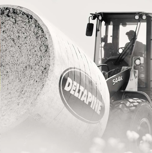 Cotton harvest: a machine operator drives a tractor holding a large round module of harvested cotton in a field during daylight.