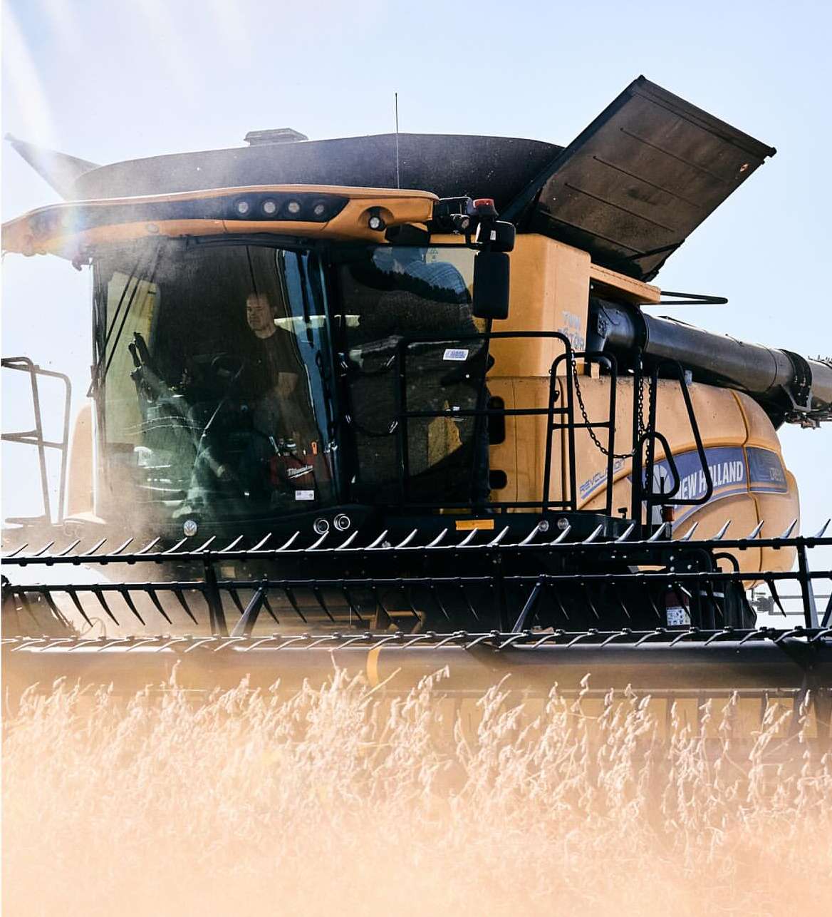 Harvesting machine works in a field of wheat on a sunny day, adult man in the cab, agricultural scene of an industrial harvester.