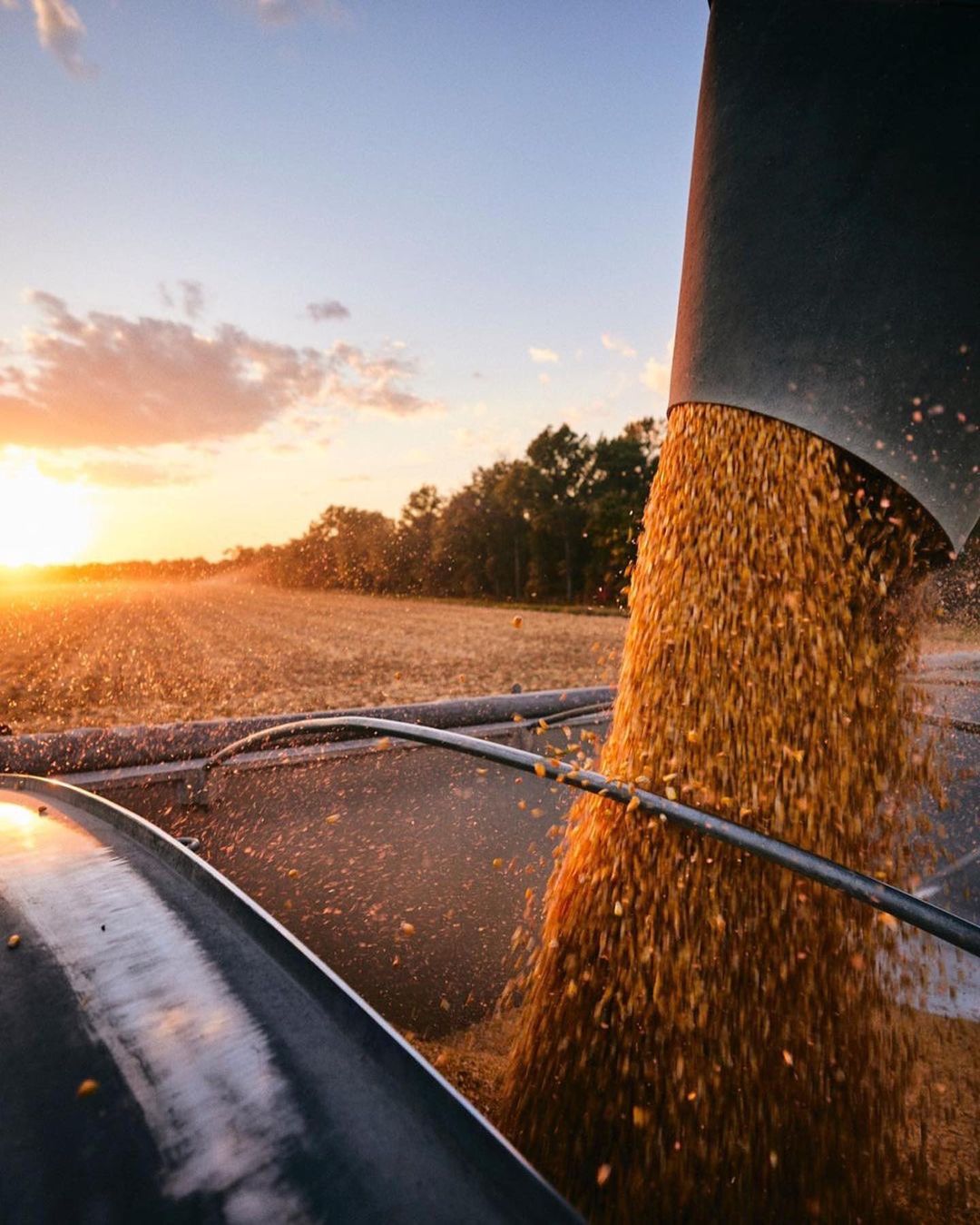 Close-up of grain harvesting with a combine harvester during sunset, featuring agricultural machinery, field, and a vibrant sky.