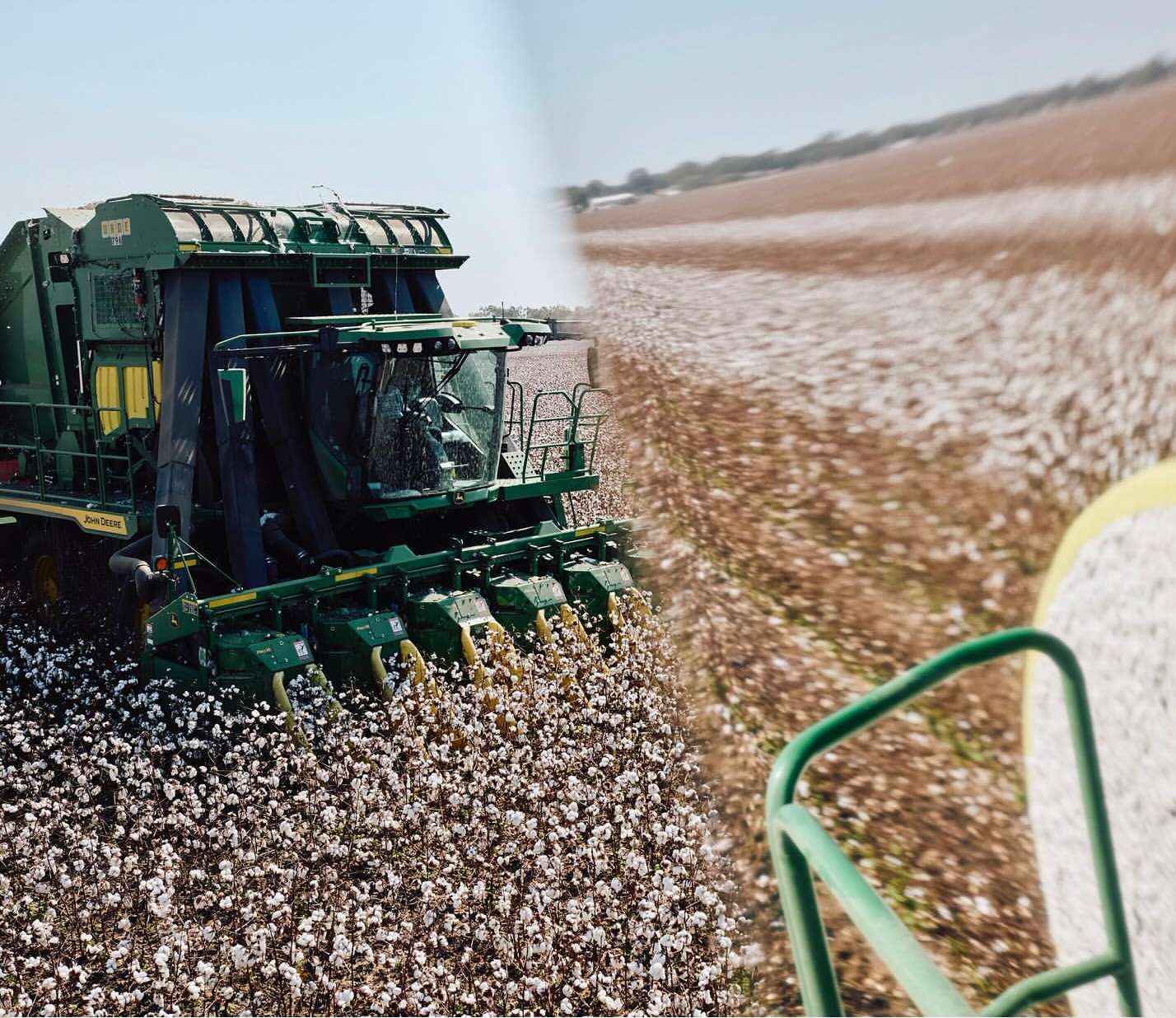 A large green cotton picker harvesting cotton in a field. The cotton field is in the rural landscape and has a light sky.