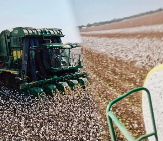 A large green cotton picker harvesting cotton in a field. The cotton field is in the rural landscape and has a light sky.