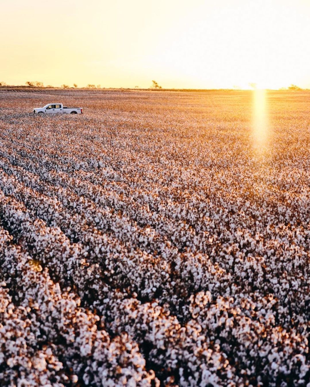 Truck parked in vast cotton field under a bright sky. Rural scene with vehicle among cotton crops bathed in warm light.