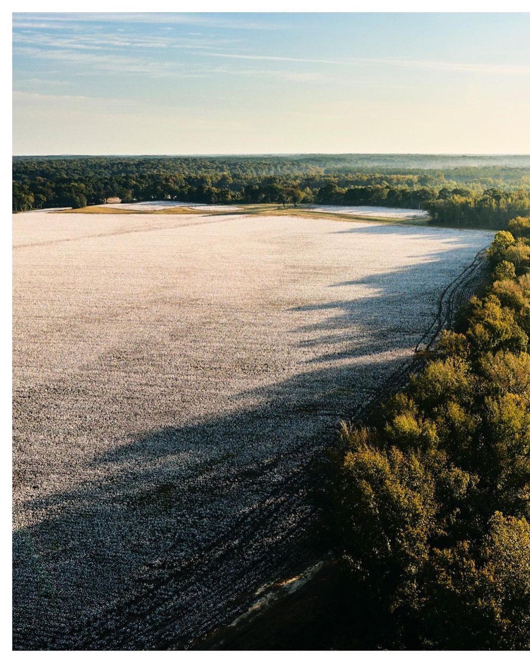 Aerial view of a vast cotton field, stretching to the horizon, bordered by a dark green forest under a clear blue sky.