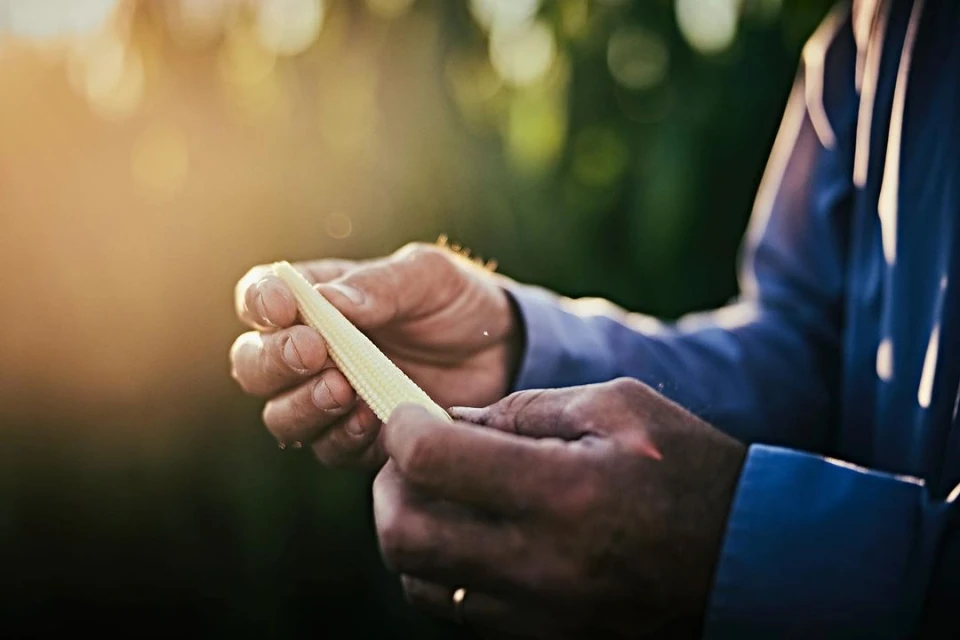 Close-up of adult hands holding baby corn outdoors in natural sunlight, with blurred green foliage visible in the background.