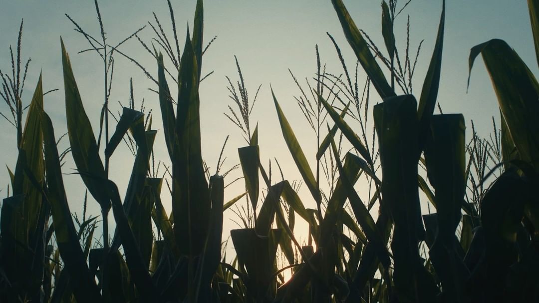 Low-angle view of corn plants in a field, the green leaves and stalks reaching towards a bright, overcast sky during golden hour.