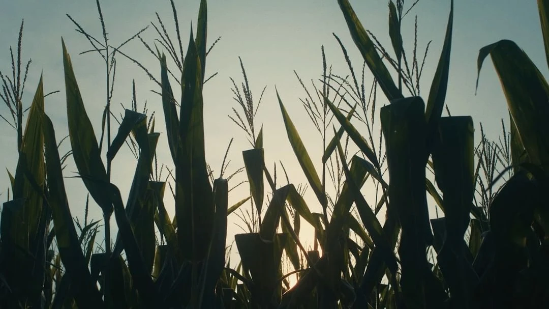 Low-angle view of corn plants in a field, the green leaves and stalks reaching towards a bright, overcast sky during golden hour.